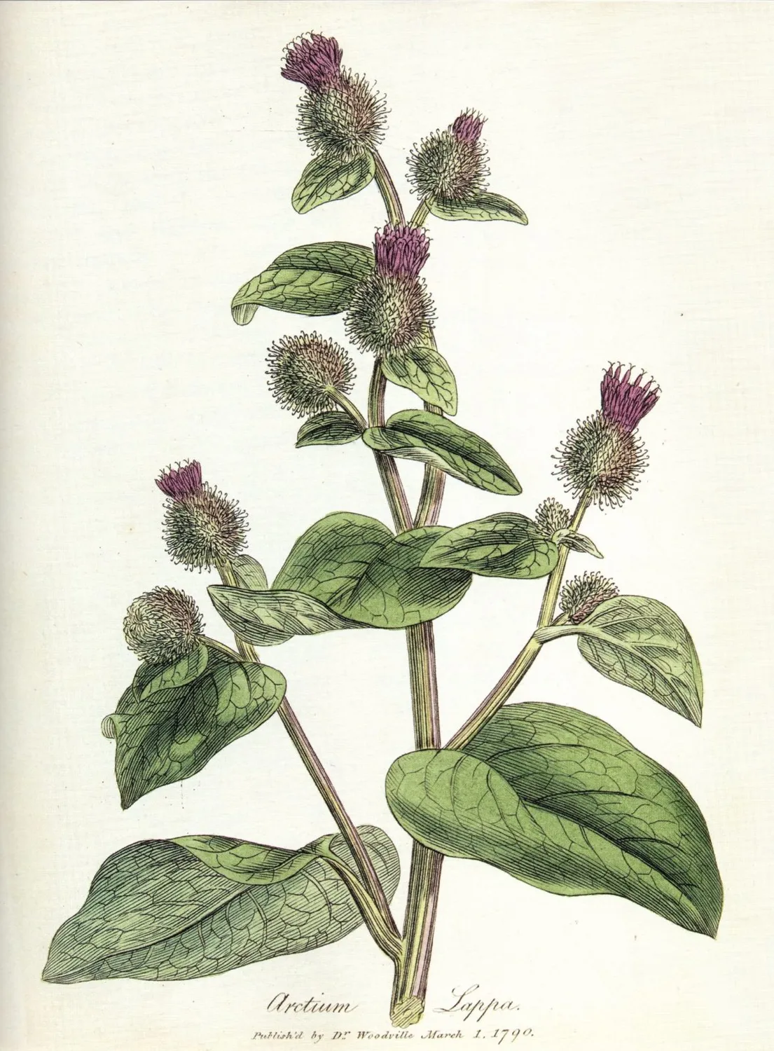 De Tuinen van MergenMetz Naturalis Historia boek planten