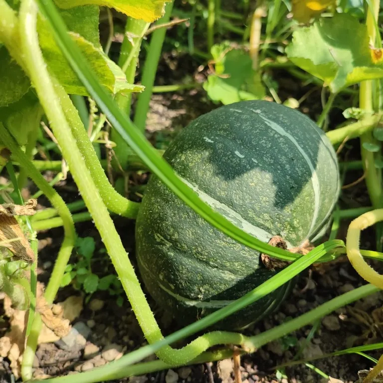 Vitale Rassen groene Hokkaido pompoen zaden onbespoten