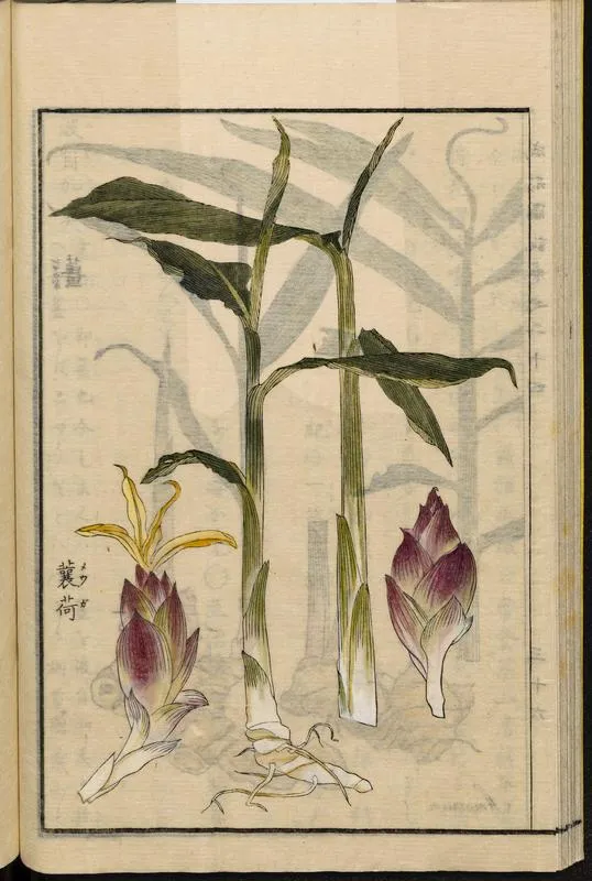 MergenMetz Mioga Zingiber mioga gemberplant winterhard