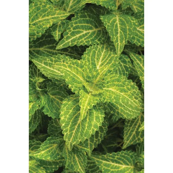 World Botanics Sunfighter Electric Lime coleusplanten 5 stuks