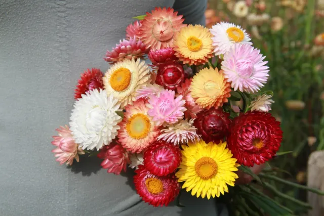 Vitale Rassen Strobloem mix bloemzaden onbespoten