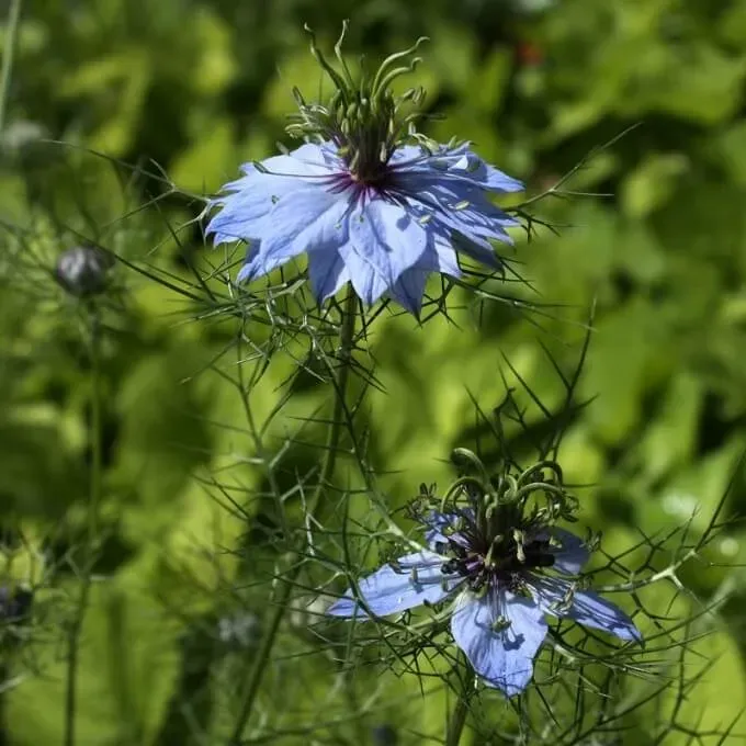 MediGran Nigella sativa nigelle zaden onbespoten