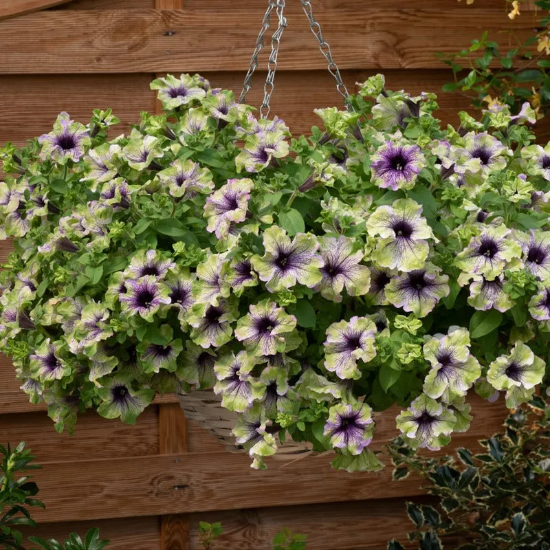 Petunia Plum Cockatoo jonge planten 5 stuks paars-geel