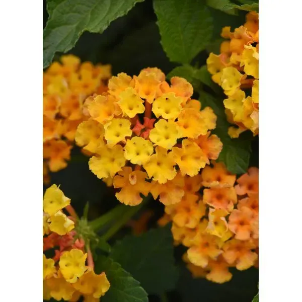 World Botanics Bloomify Orange lantana jonge planten 5 stuks