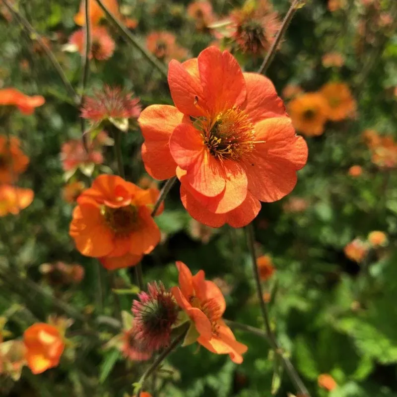 World Botanics Geum Totally Tangerine vaste planten 3 stuks oranje