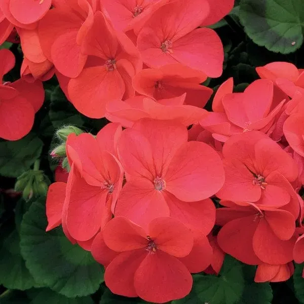 World Botanics Geranium Palladium Red F1 perkplant 40 plugs rood