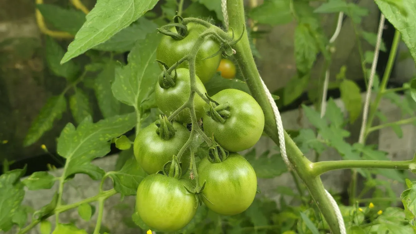 De Tuinen van MergenMetz Kampioen tomatenzaden onbespoten