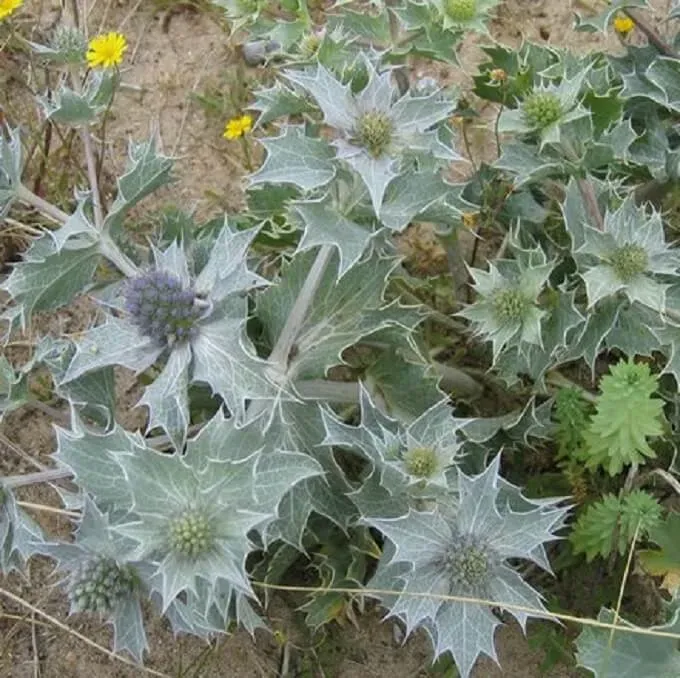 MediGran Eryngium maritimum zaden blauwe zeedistel