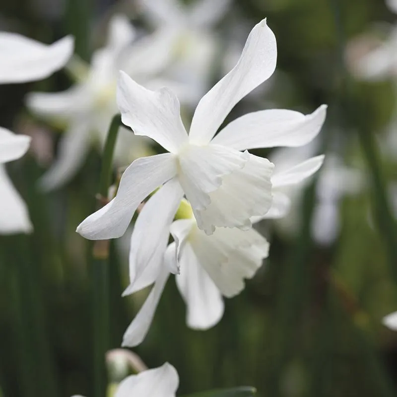 World Botanics Narcissus Thalia bloembollen 15 stuks wit