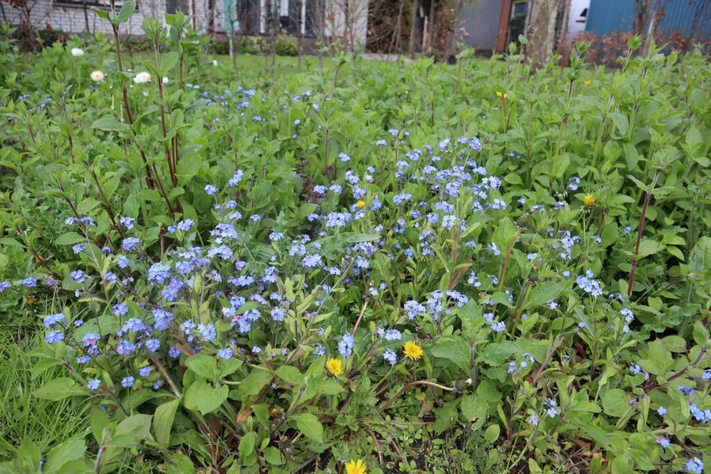 MediGran Schaduwflora HV-47 zaden vochtige schaduw