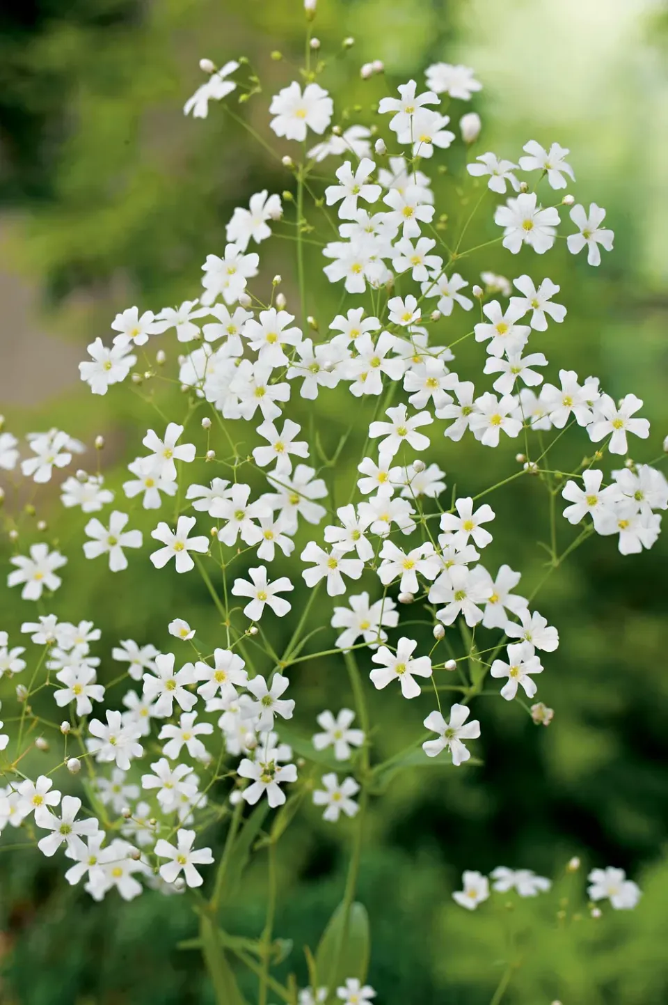World Botanics Gypsophila Covent Garden bloemzaden wit