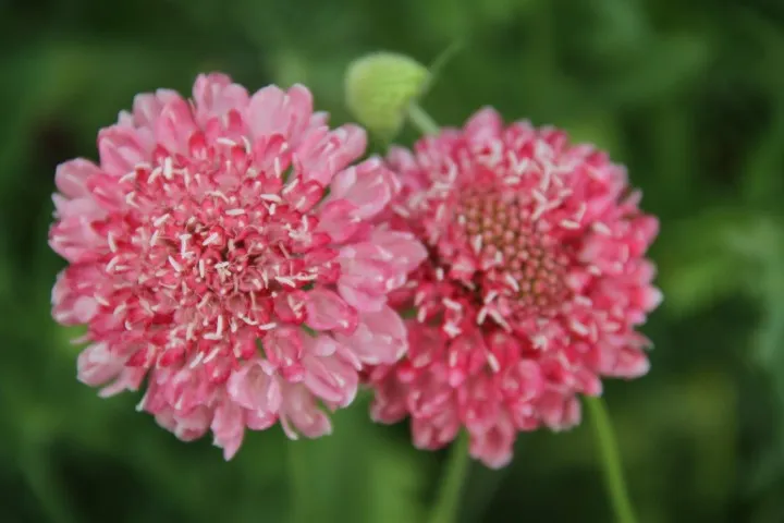 Vitale Rassen Bloemenfeest Bloemenmix Zaden Onbespoten