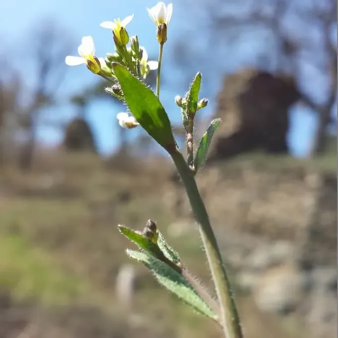 MediGran Arabidopsis thaliana Zandraket zaden inheems
