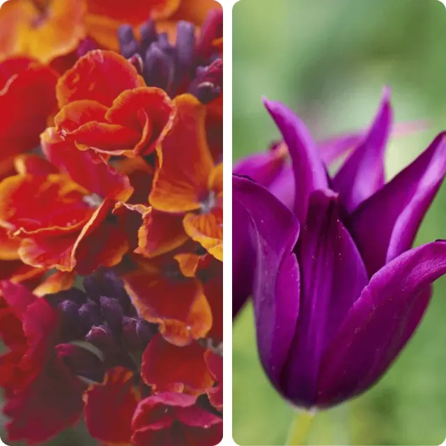 World Botanics Midnight Marmalade bloembollenmix 35 stuks