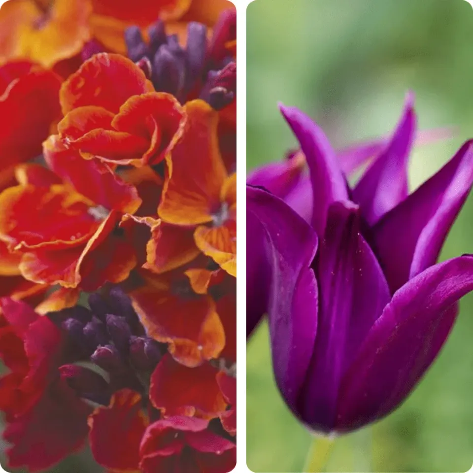 World Botanics Midnight Marmalade bloembollenmix 35 stuks