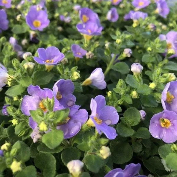 World Botanics Bacopa Blue hangplant 15 stuks blauw