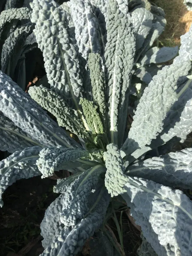 Vitale Rassen Palmkool Nero di Toscane zaden onbespoten