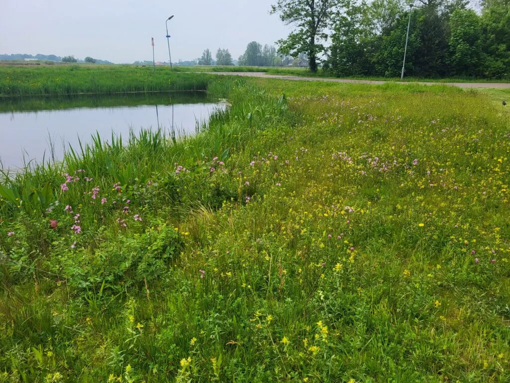 MediGran Graslandflora GN-27 bloemenmengsel vochtige grond
