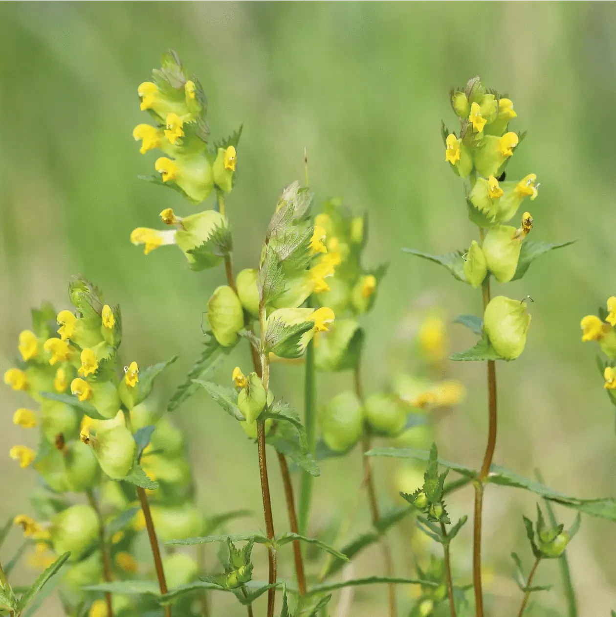 Johnsons Yellow Rattle ratelaar zaden weidebloem eenjarig