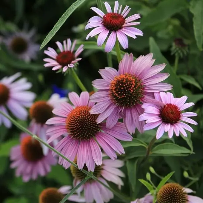 MediGran Echinacea purpurea zaden zonnehoed onbespoten