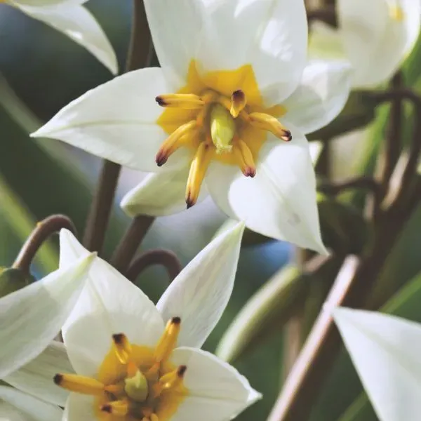 World Botanics Turkestanica botanische tulpenbollen 15 stuks