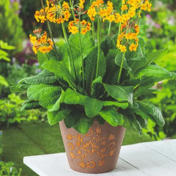 World Botanics Primula Bulleyana vaste plant 9cm oranje