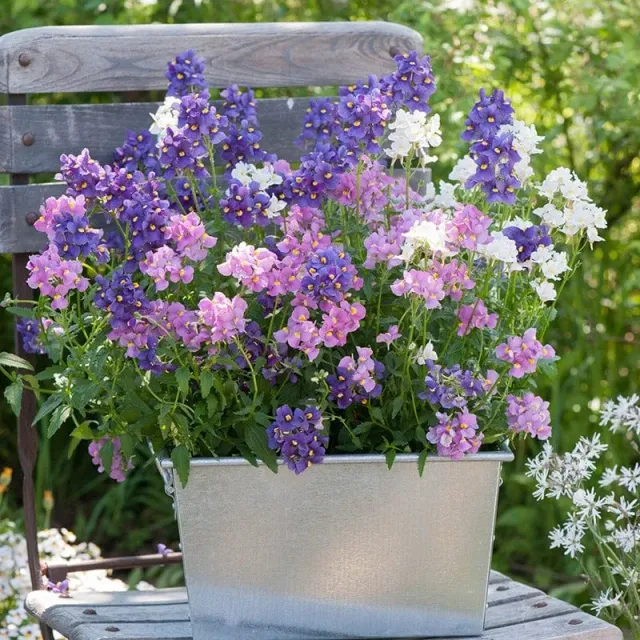 World Botanics Nemesia Karoo bloemenplanten 15 stuks geurend