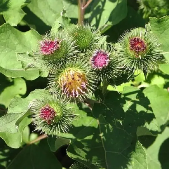 MediGran Arctium lappa Grote klit zaden tweejarig