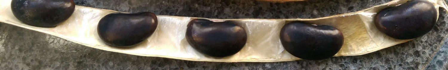 De Tuinen van MergenMetz Churchfield Black pronkboonzaad 15 zaden