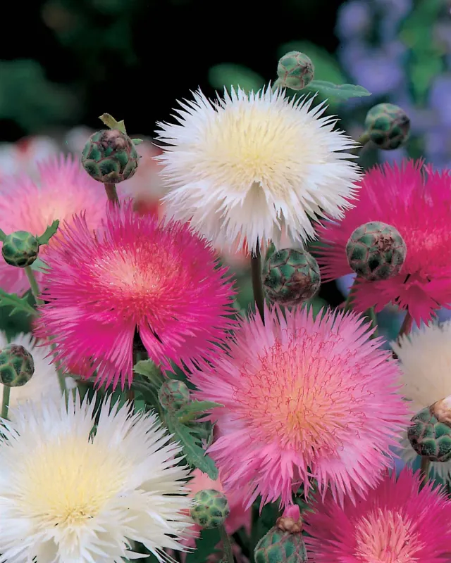 World Botanics Sweet Sultan bloemzaden geurend mengsel