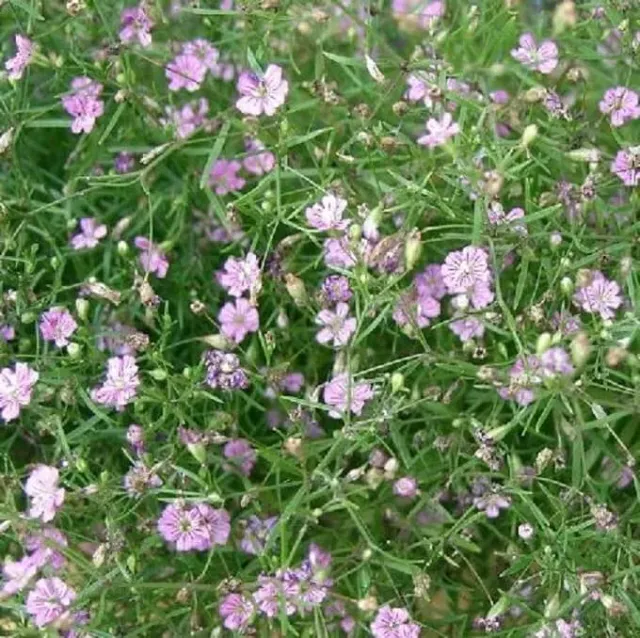 MediGran Gipskruid Gypsophila muralis zaden onbespoten