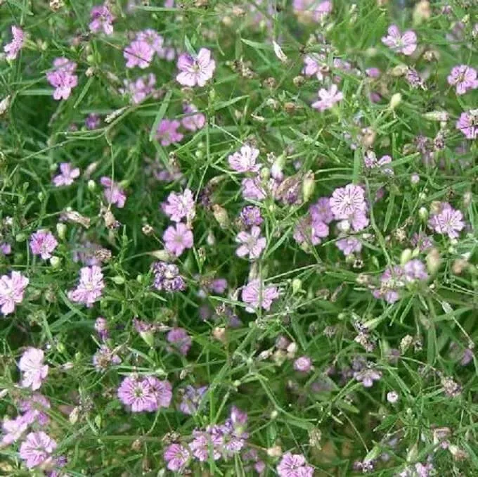 MediGran Gipskruid Gypsophila muralis zaden onbespoten