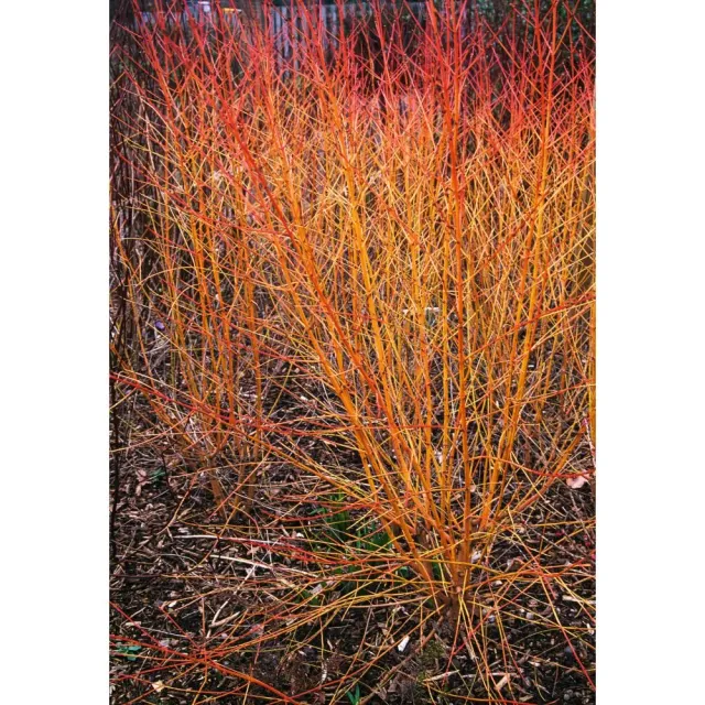 World Botanics Cornus Midwinter Fire sierheester 1x 9cm winterkleur