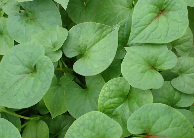 De Tuinen van MergenMetz Houttuynia plant groenbladig schaduw