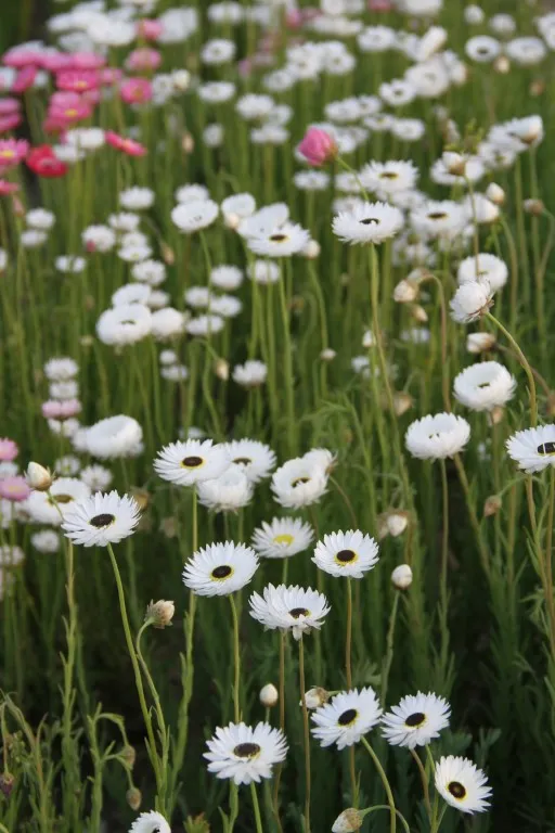 Vitale Rassen Zonnestrobloem Mix zaden onbespoten