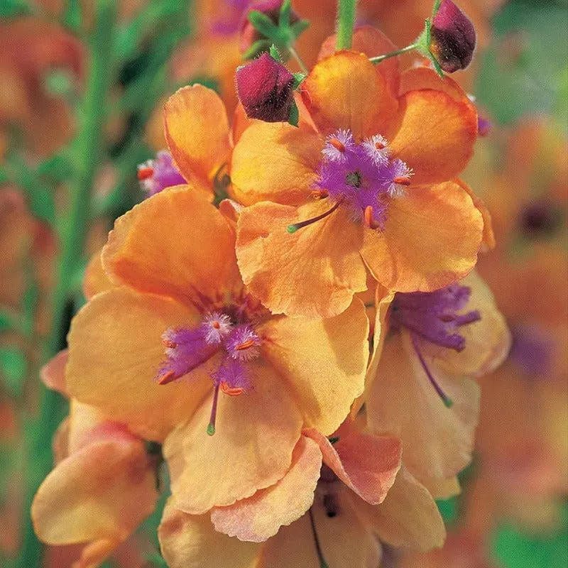 World Botanics Verbascum Clementine 3 jonge planten oranje