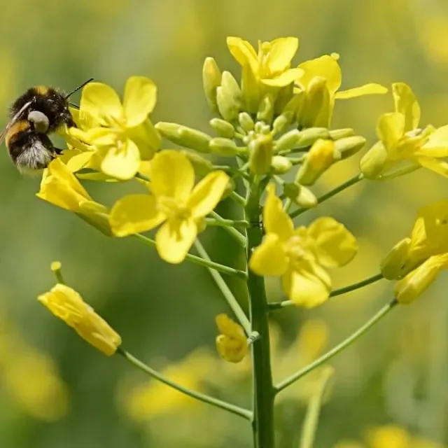 MediGran Brassica napus koolzaad zaden onbespoten