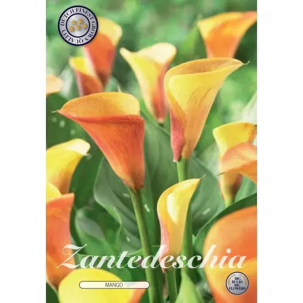 World Botanics Zantedeschia Mango bloembollen oranje 40 cm