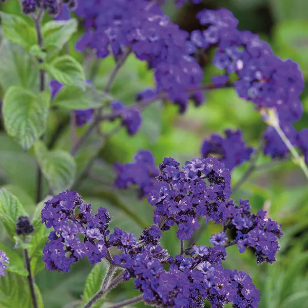 World Botanics Heliotrope Midnight Sky bloemplanten 3 stuks blauw