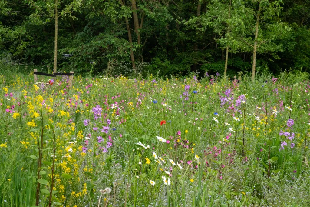 MediGran Landschapsflora LKV-10 zadenmengsel inheems