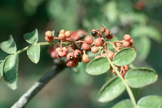 De Tuinen van MergenMetz Amerikaanse Szechuanpeper plant 2 meter