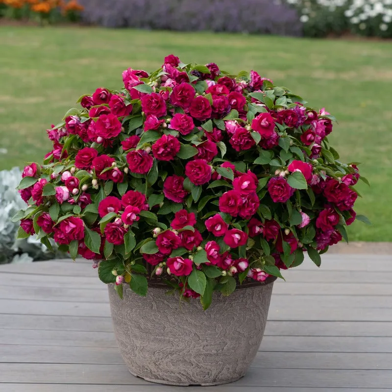 World Botanics Impatiens Glimmer Burgundy jonge planten 5 stuks schaduw