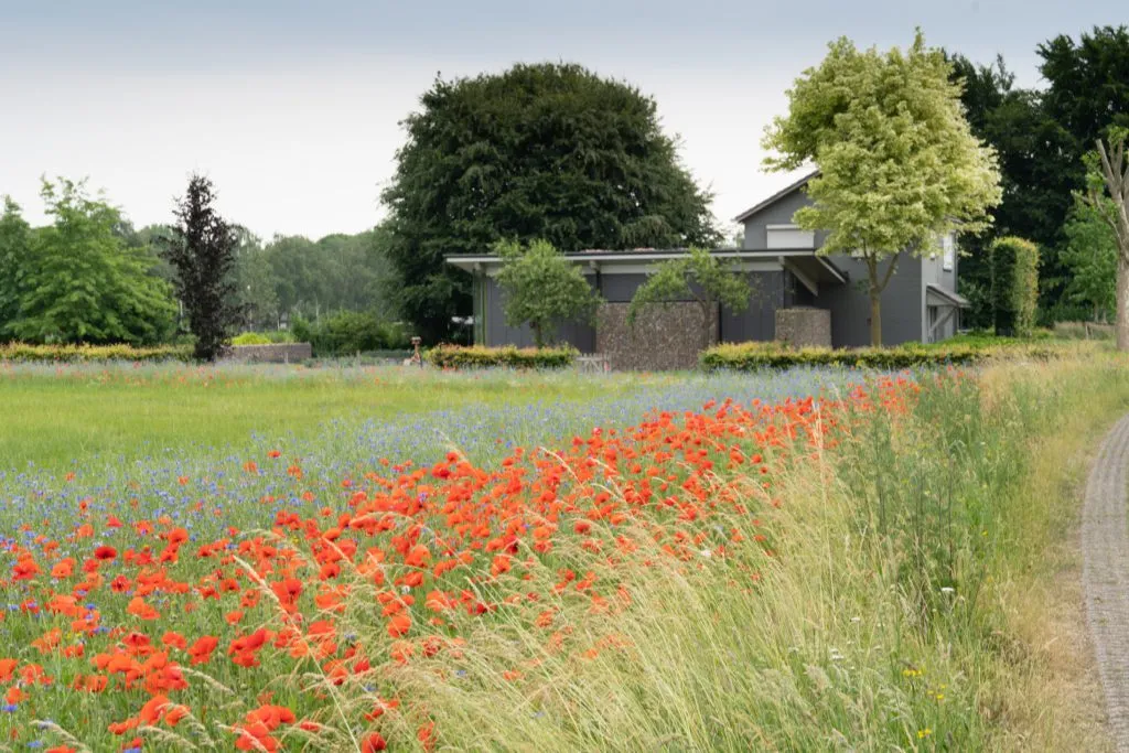 MediGran Landschapsflora LZ-1 bloemenmengsel zandgrond