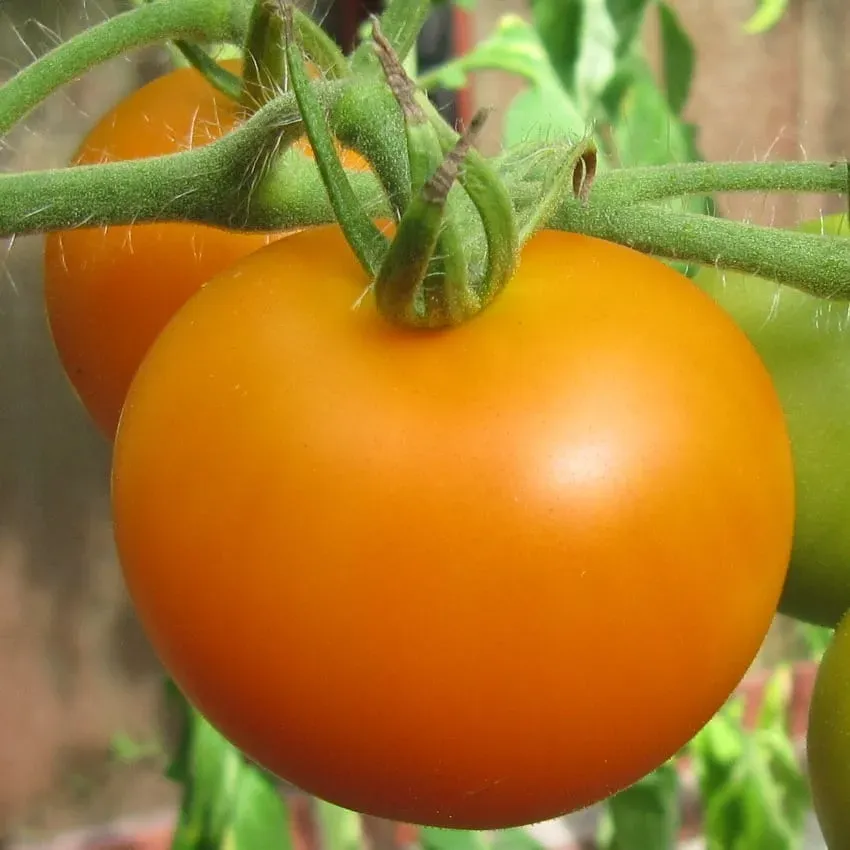 De Tuinen van MergenMetz Tangella tomatenzaden 15 stuks zoet