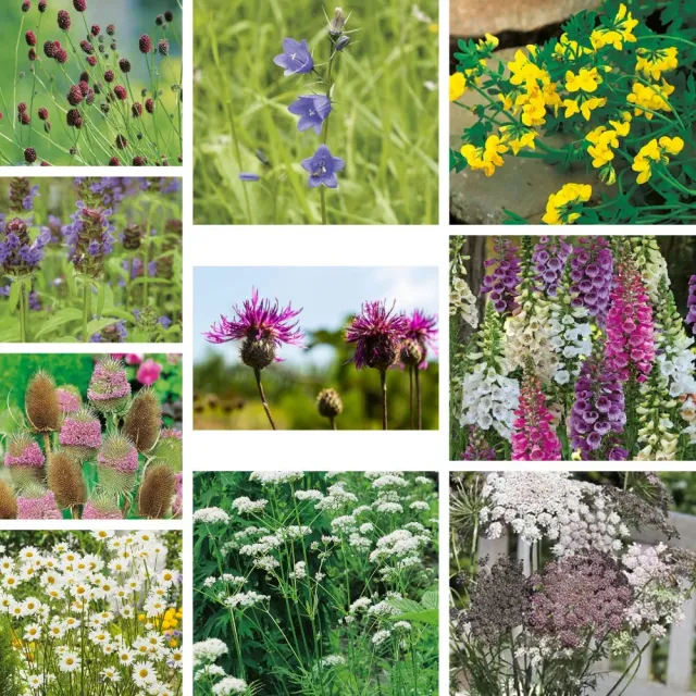 World Botanics Wildflower Ultimate Jonge Planten 10 stuks