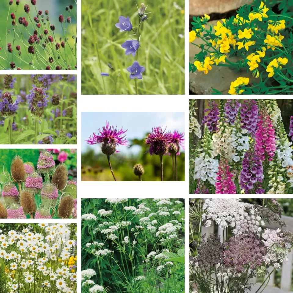 World Botanics Wildflower Ultimate Jonge Planten 10 stuks