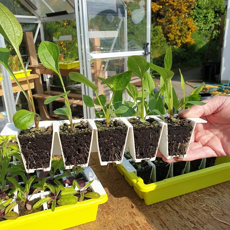 World Botanics Bustaseed zaaibak met deksel herbruikbaar