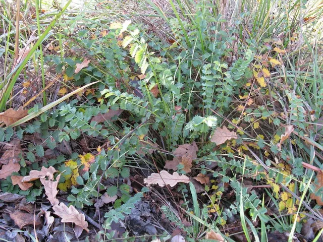 De Tuinen van MergenMetz Kleine pimpernel plant Sanguisorba minor