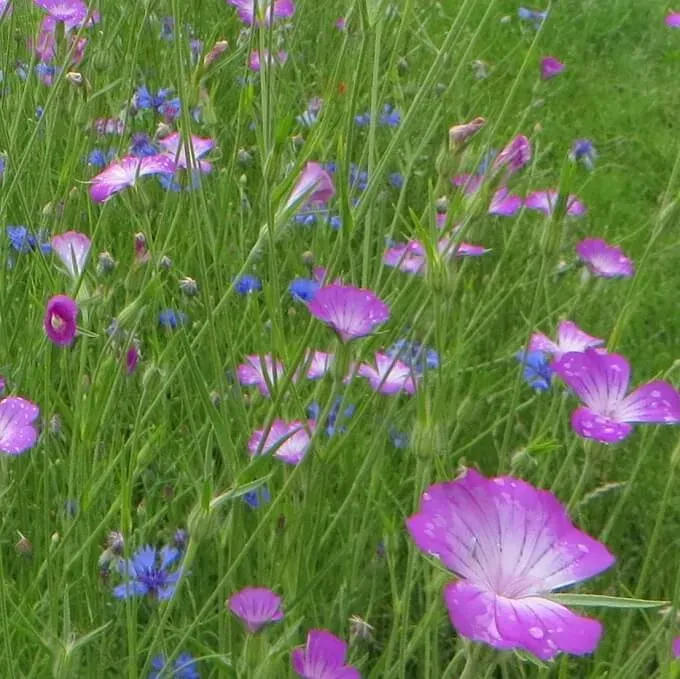 MediGran Agrostemma githago bolderik zaden paarse bloemen