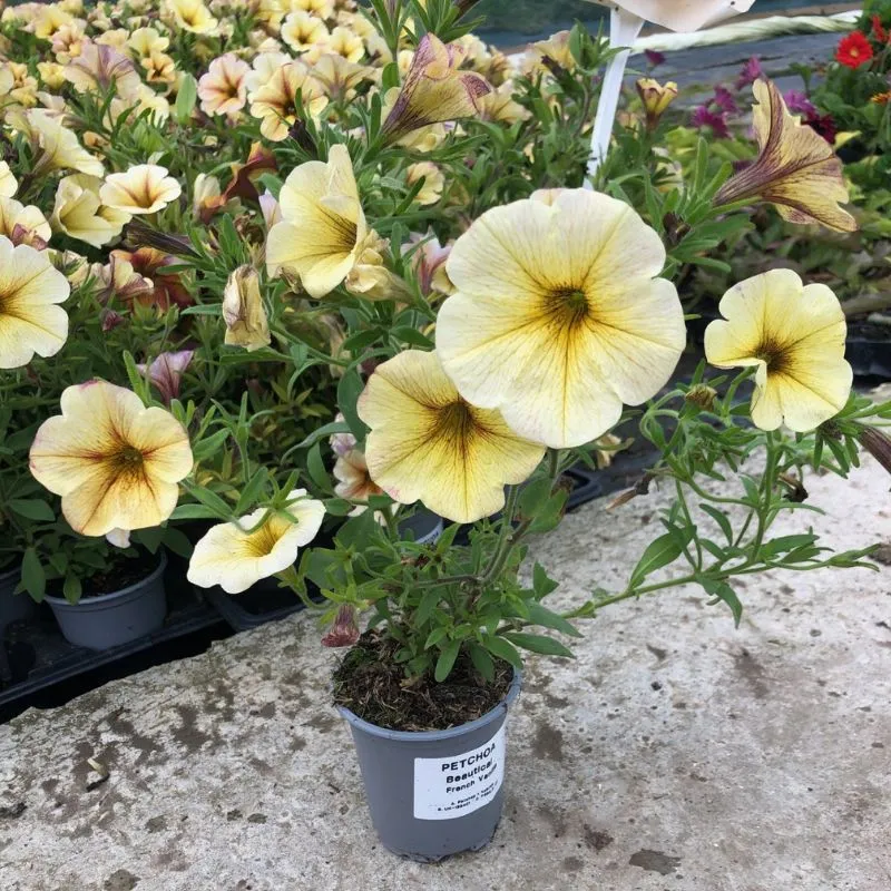 World Botanics Beautical French Vanilla petchoa 5 planten
